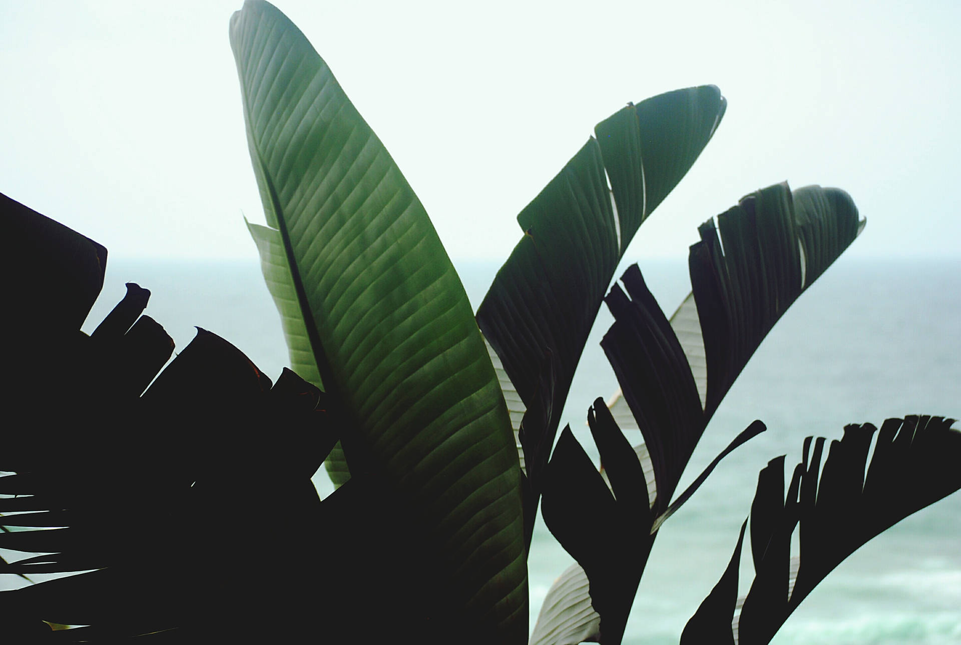 Banana Leaf Wallpaper