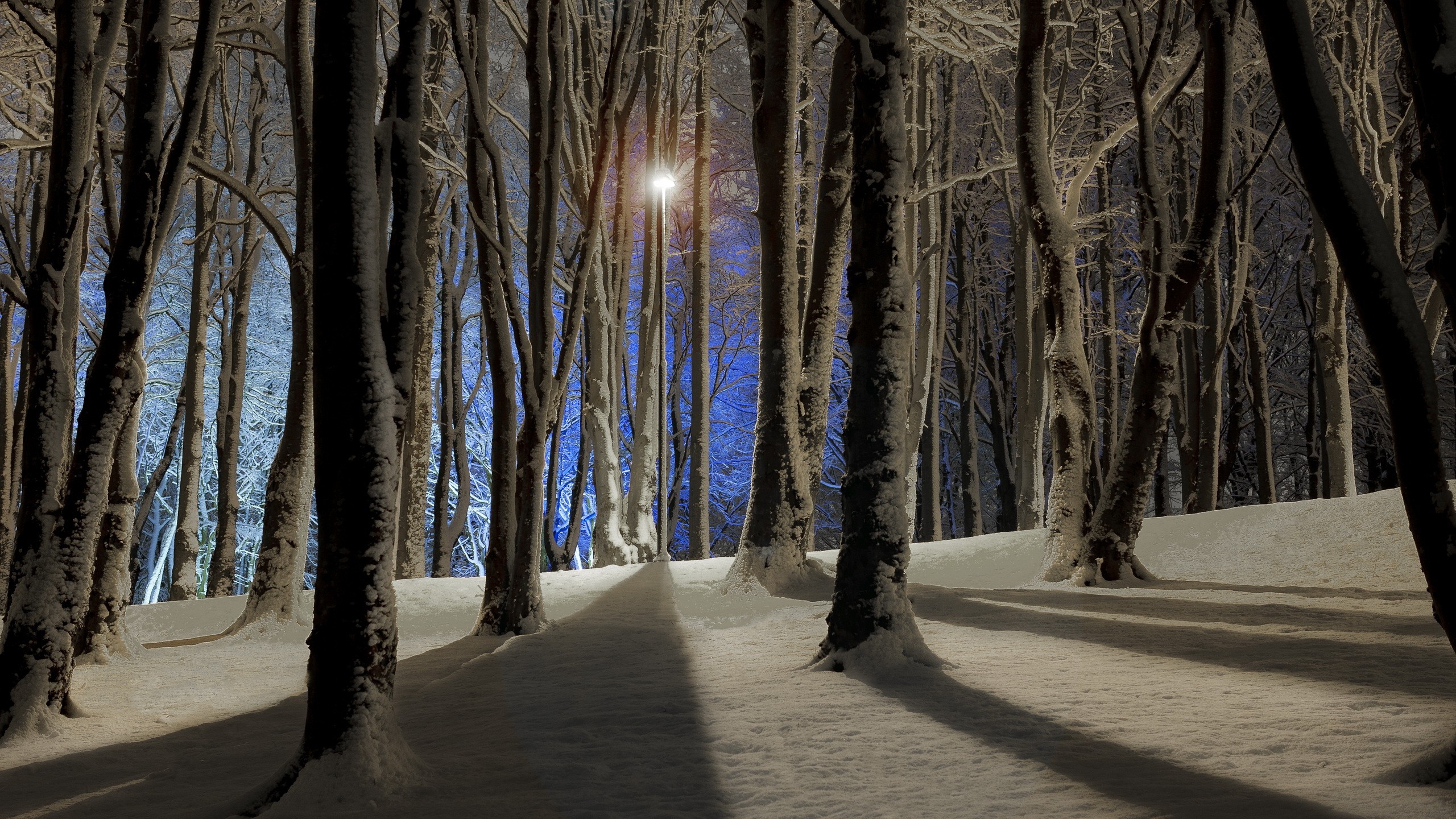 Inter Forest At Night HD Wallpaper Background Image