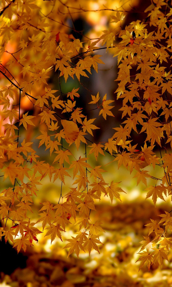 Elegant Windows Phone Autumn Wallpapers All About Natural Beauty