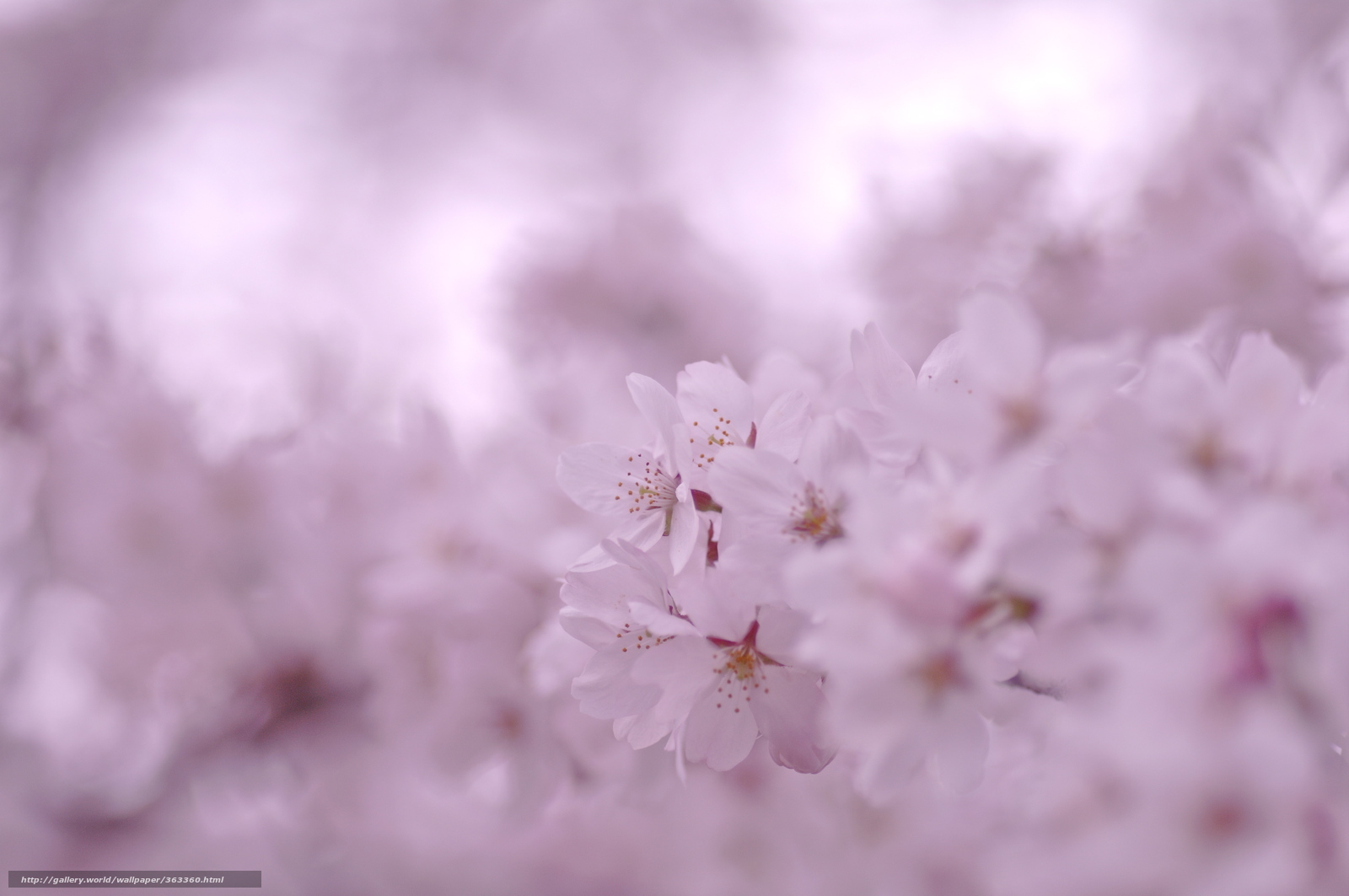 Wallpaper Sakura Flowers Bloom Petals Desktop