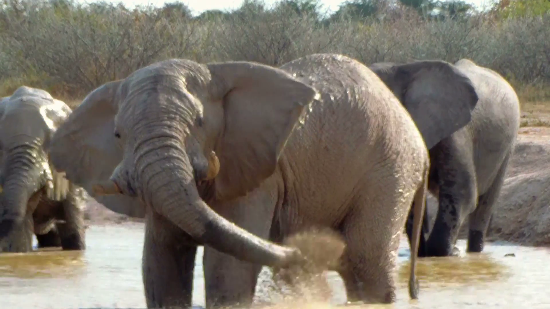 Elephant Group Playing And Bathing Water Mud Action In A