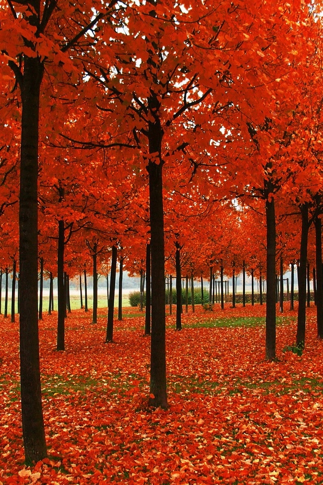 Autumn Park iPhone HD Wallpaper