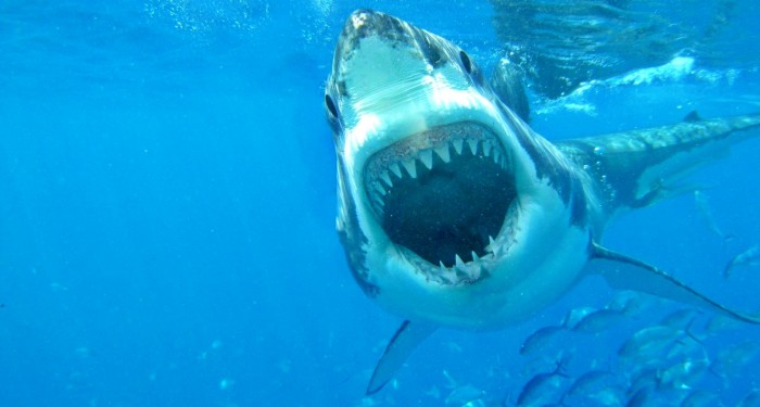 Vacationing in California Beware of October Shark Attacks   Montana 700x375