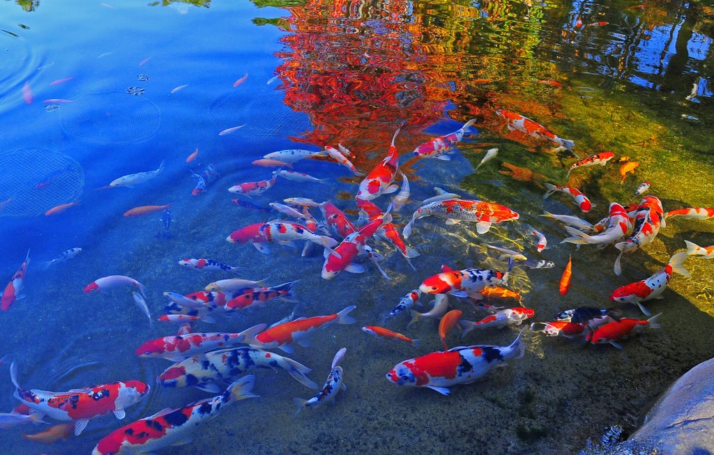 Koi Pond Japan - moss covered stone bridge in japanese garden over koi ...