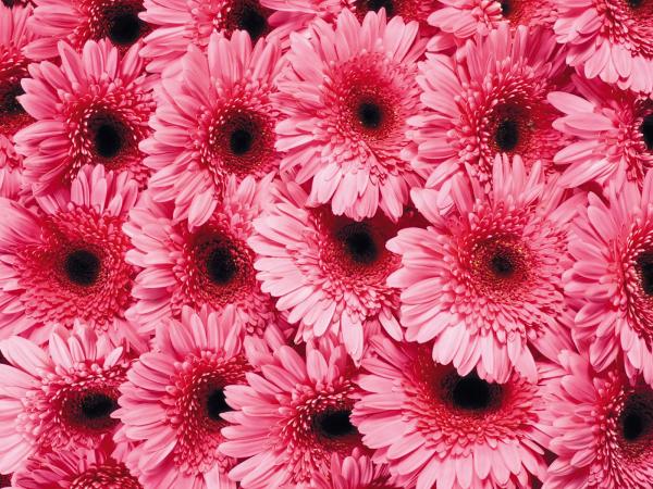 Pink Gerber Daisy   Wallpaper 42510 600x450
