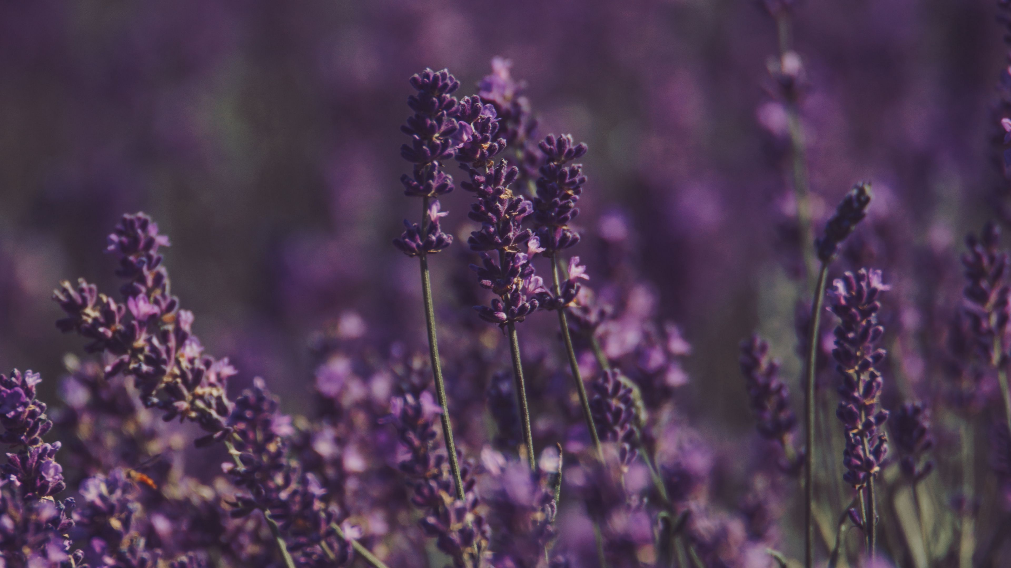 Lavender Desktop Wallpaper
