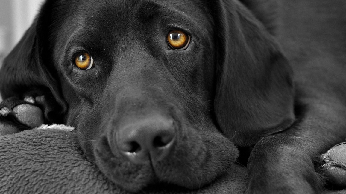 Hound Dog Eyes Stock Photos Image HD Wallpaper Picture