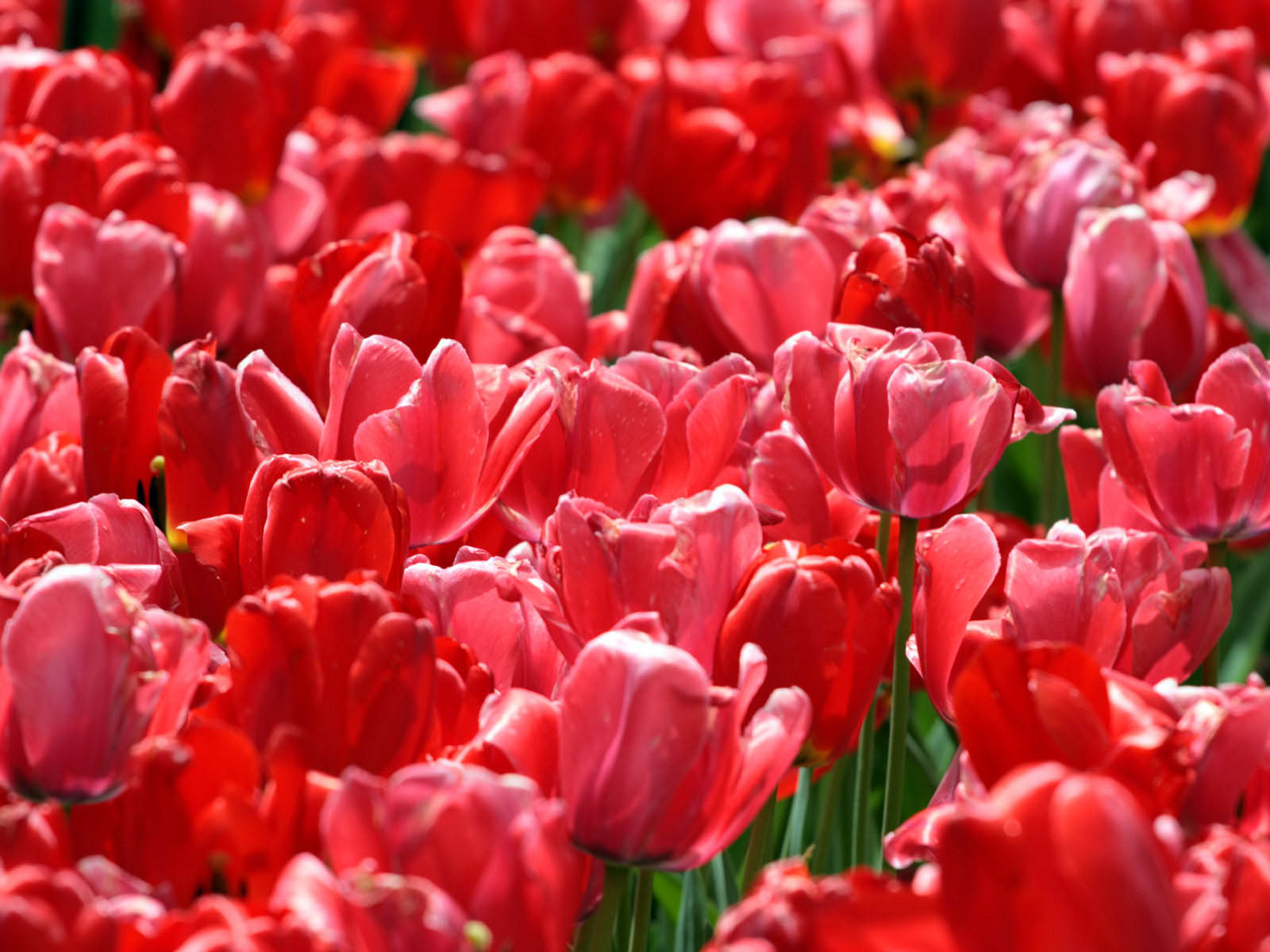 Wallpaper Red Tulips