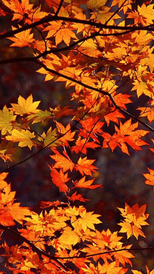 Japan Autumn iPhone Wallpaper