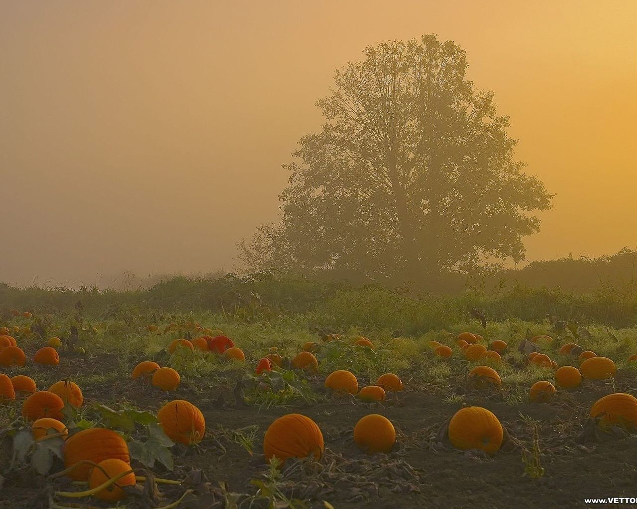 Fall Pumpkin Pictures And Widescreen Desktop Wallpaper