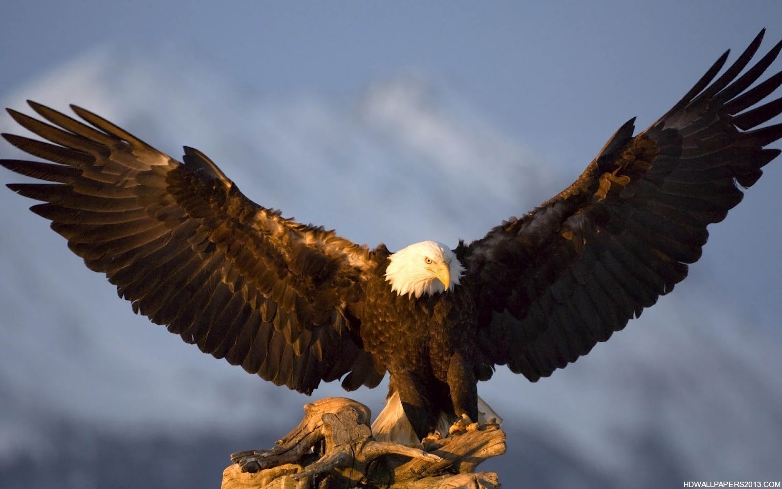 Eagle Wallpaper