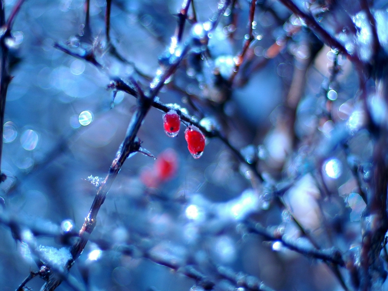 Berries Ice Frozen Fruits Nature Winter HD Desktop Wallpaper
