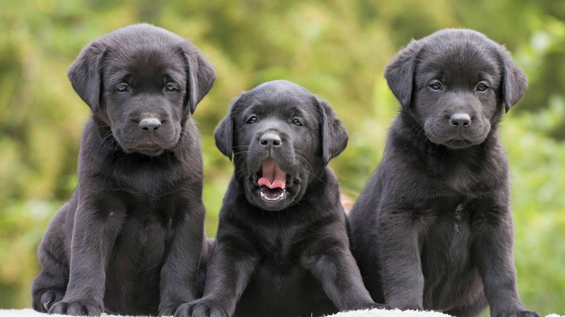Black Puppies Wallpaper