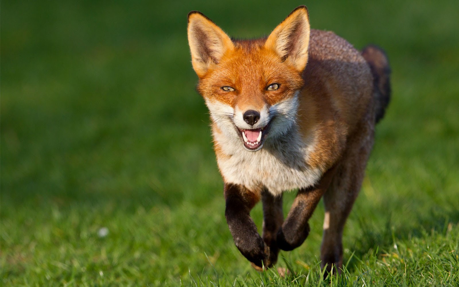 Beautiful Red Fox Running On Grass HD Animals Wallpaper