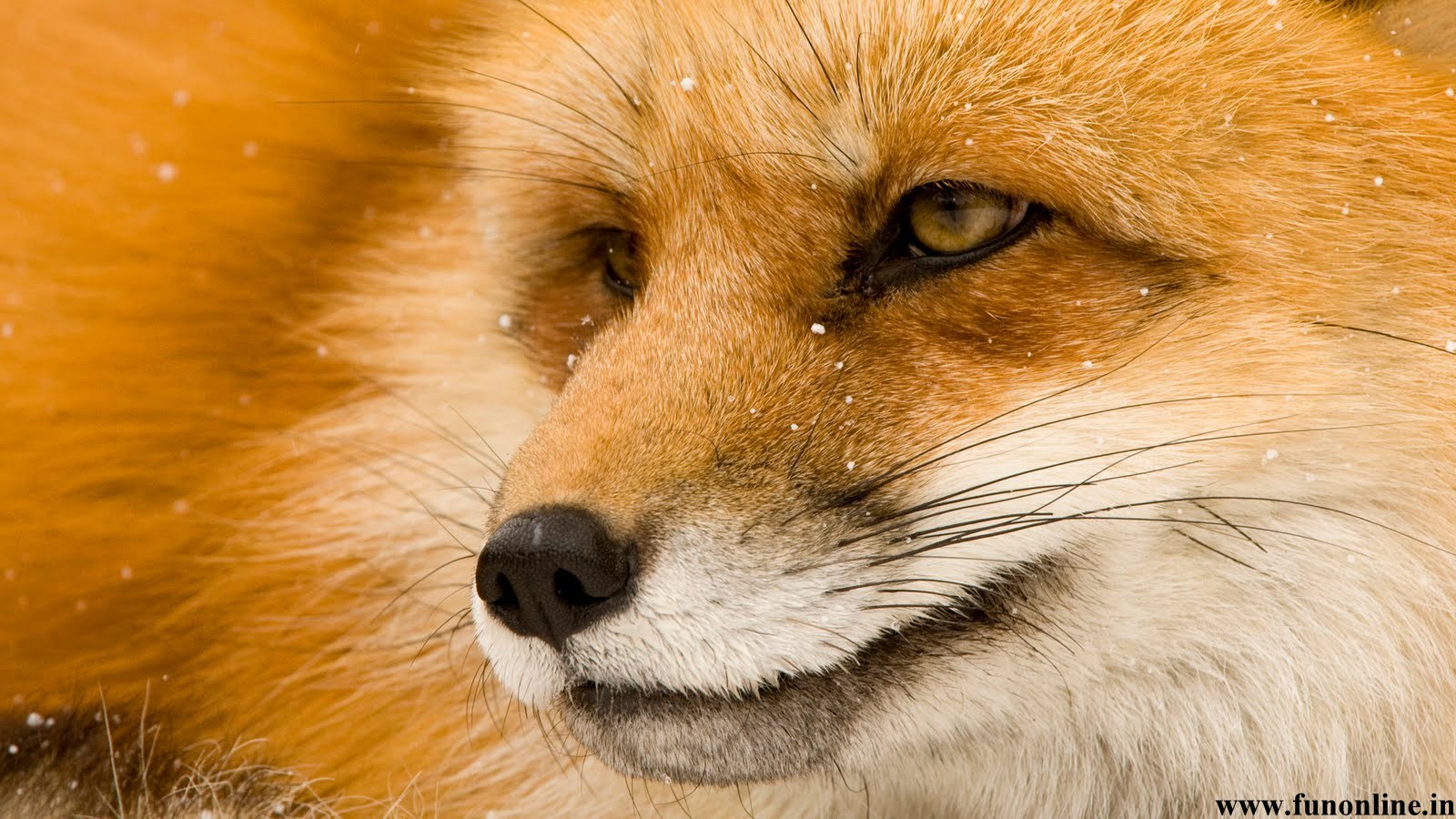 Fox Wallpaper White Grey And Red Foxes HD