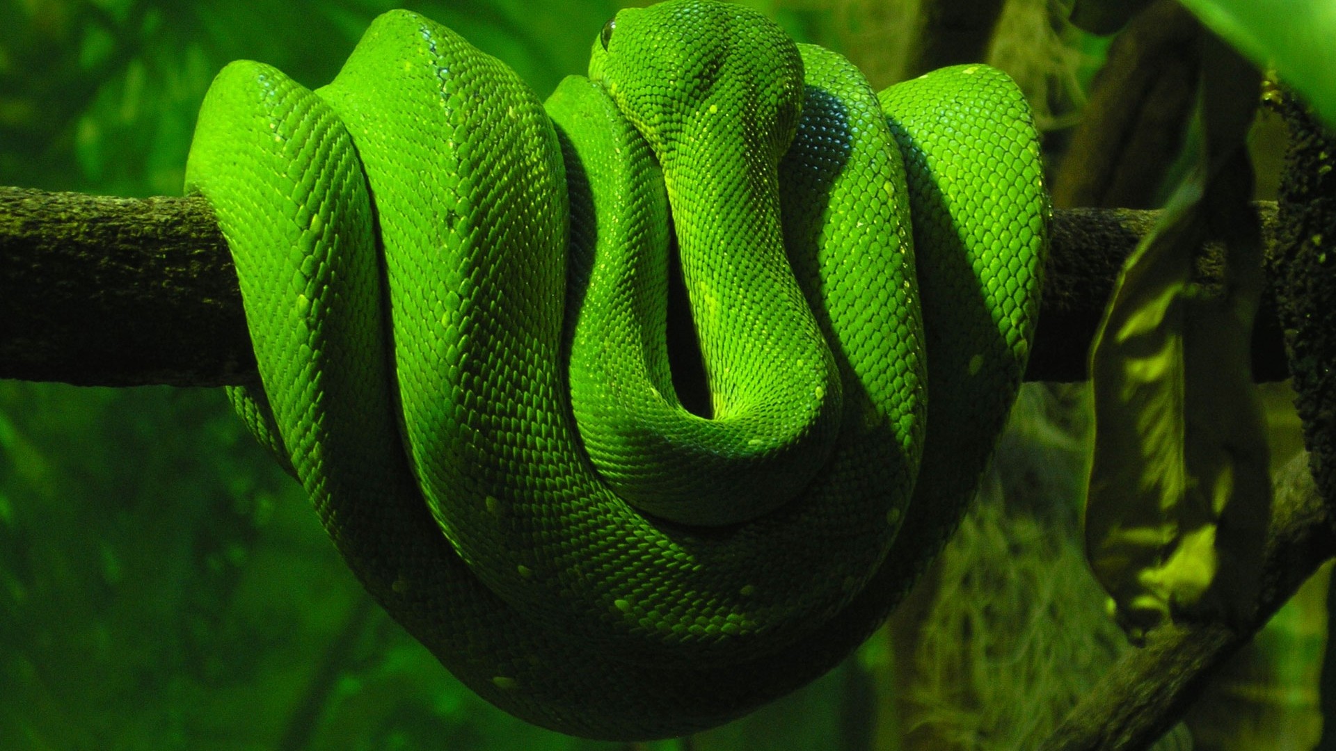 Anaconda Wallpaper