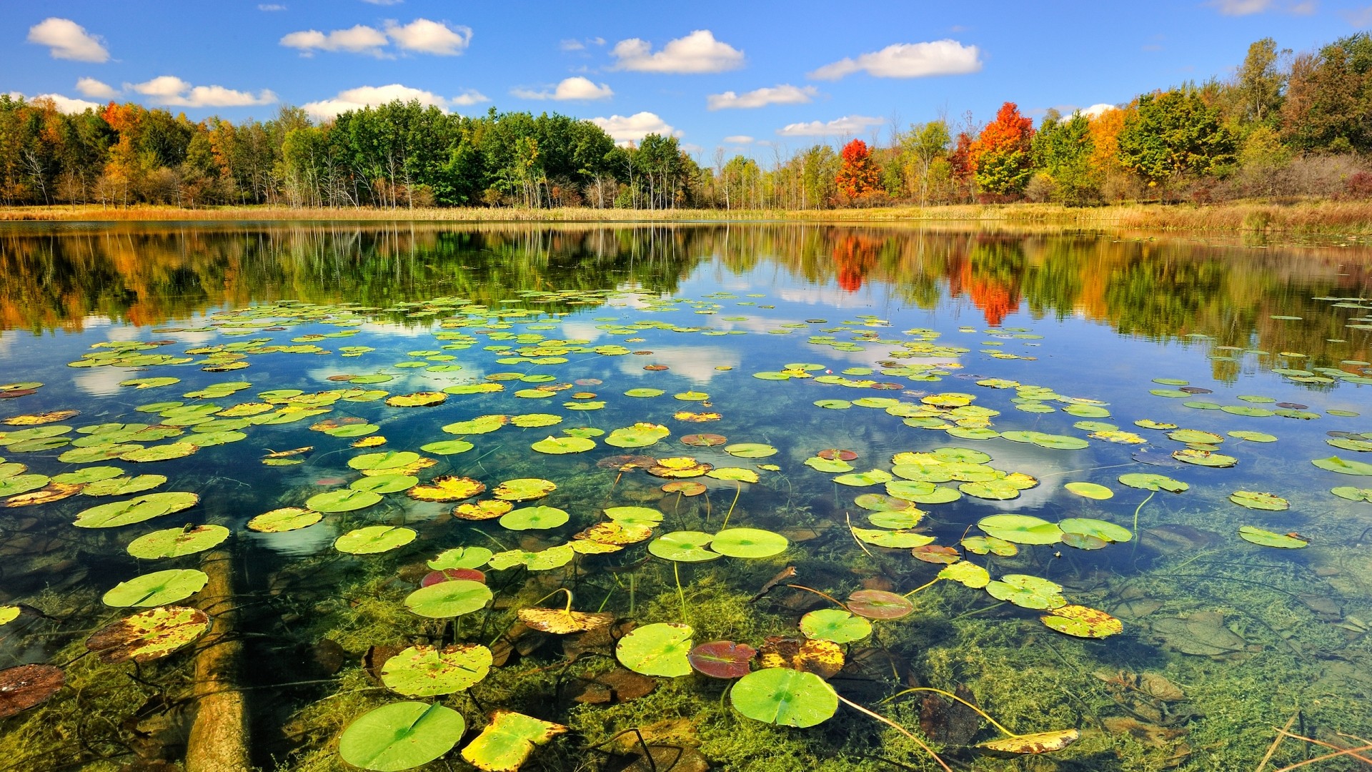 Pond HD Wallpaper