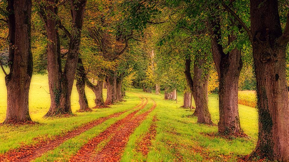 Free download Green Trees Laptop Background [960x540] for your Desktop ...