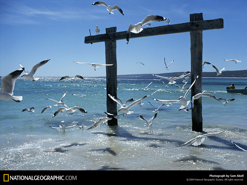 National Geographic Wallpaper Australian Gulls