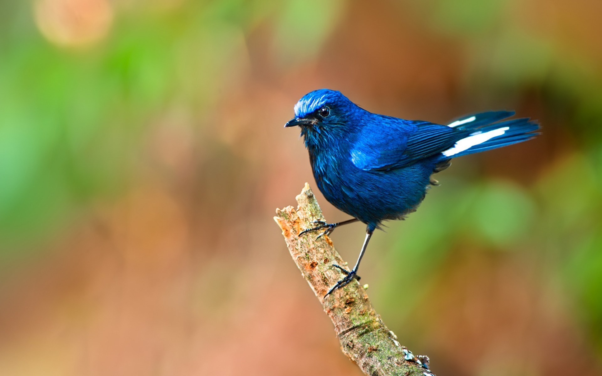 Blue Bird HD Wallpaper Live Hq Pictures