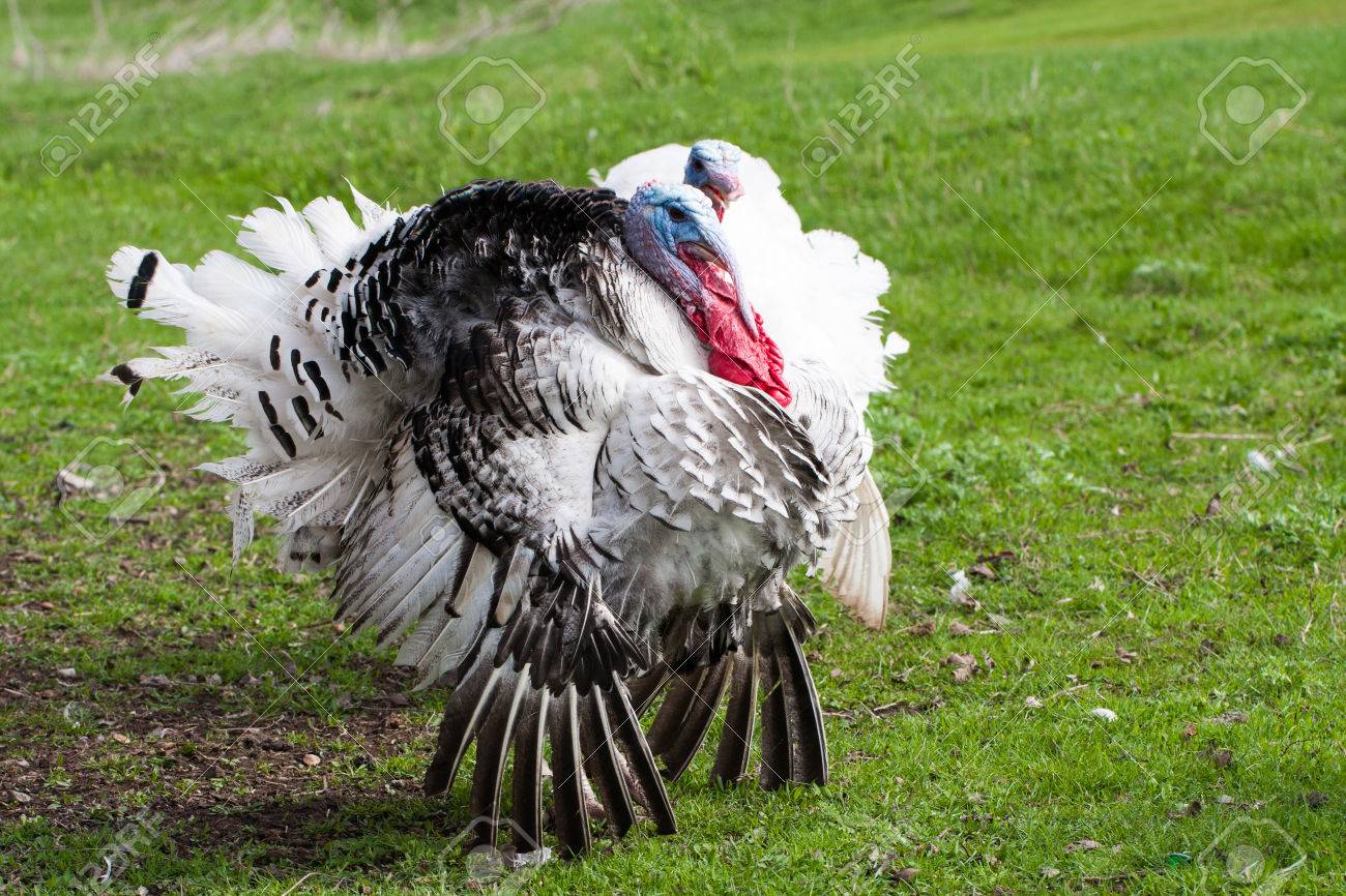 Turkey Male Or Gobbler Closeup On A Green Grass Background Stock
