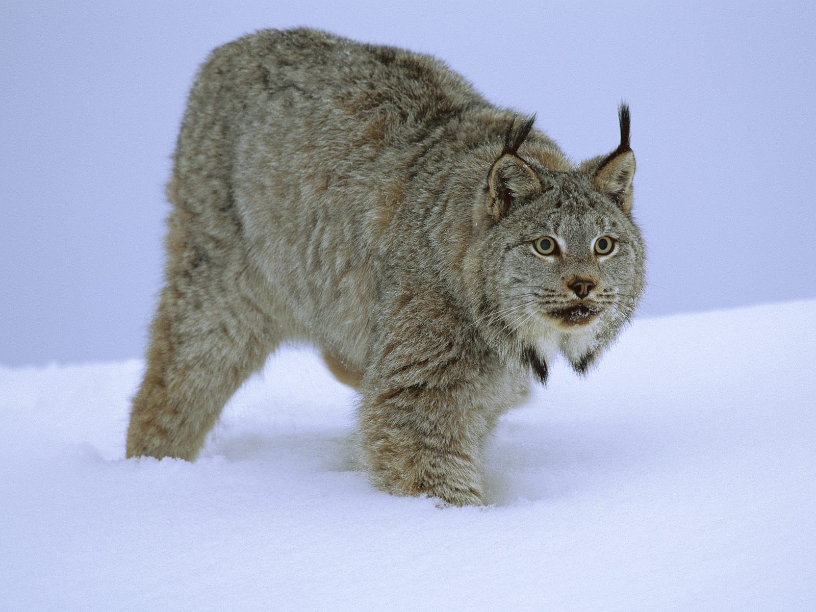 Stalking Canada Lynx Wallpaper Big Cats Animals Wallpapers in jpg