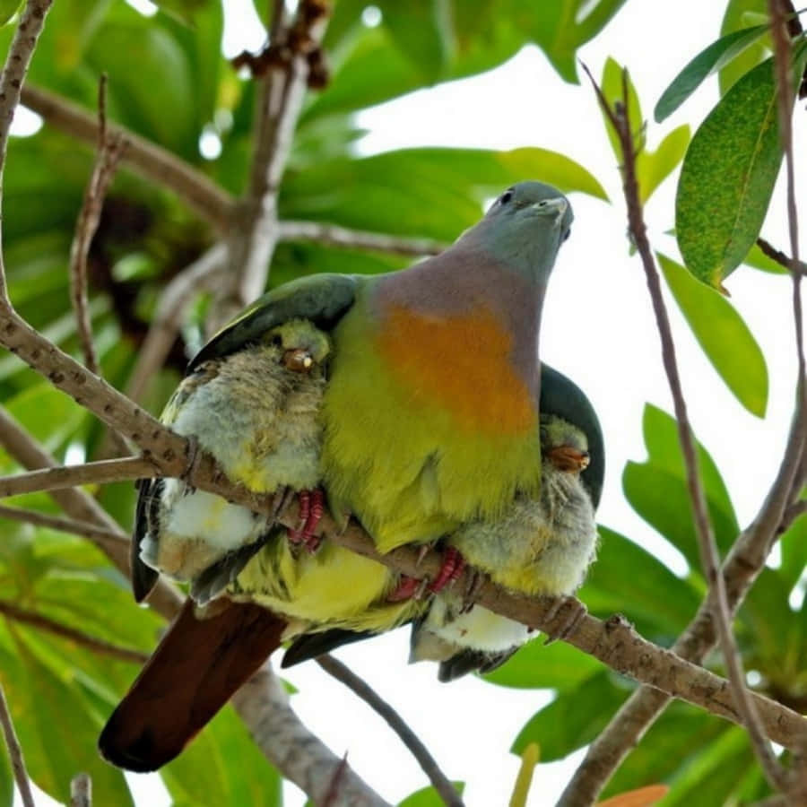 Pigeon Mother Bird Picture Wallpaper