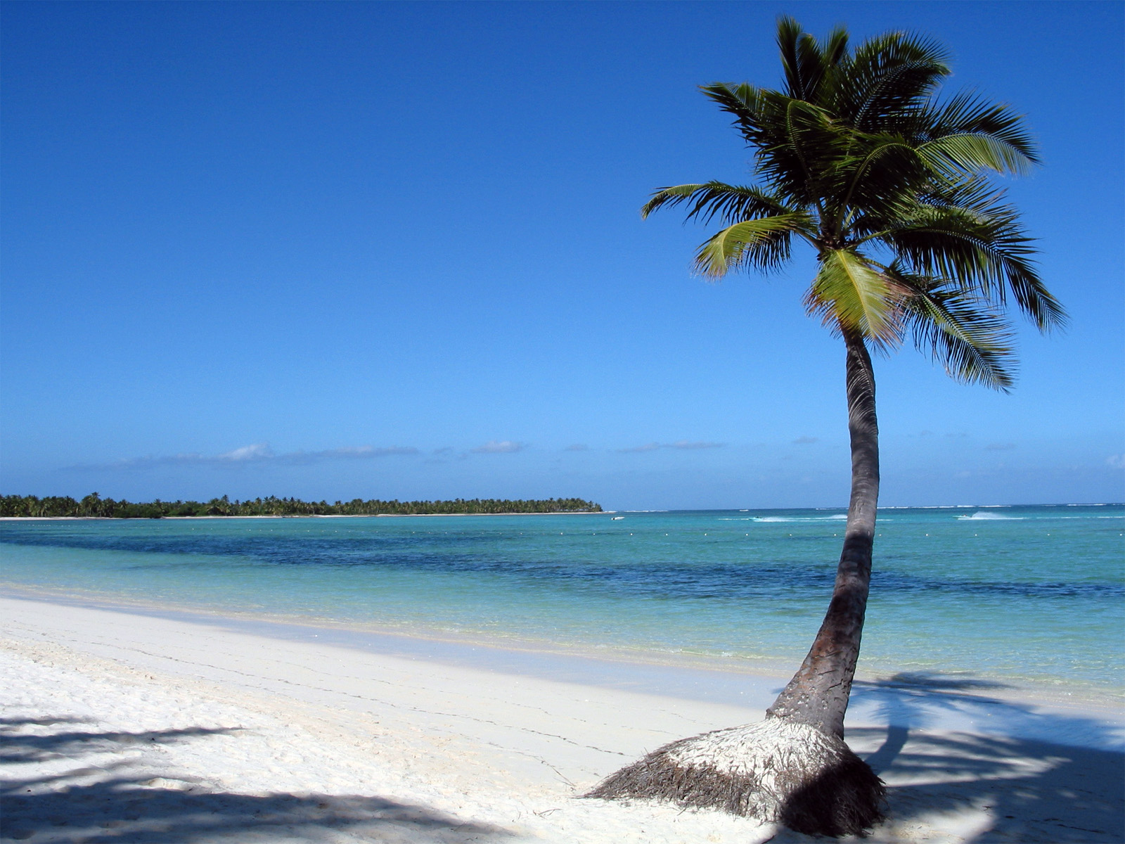 free-download-hd-pictures-of-palm-trees-wallpapers-and-photos-hd-beach