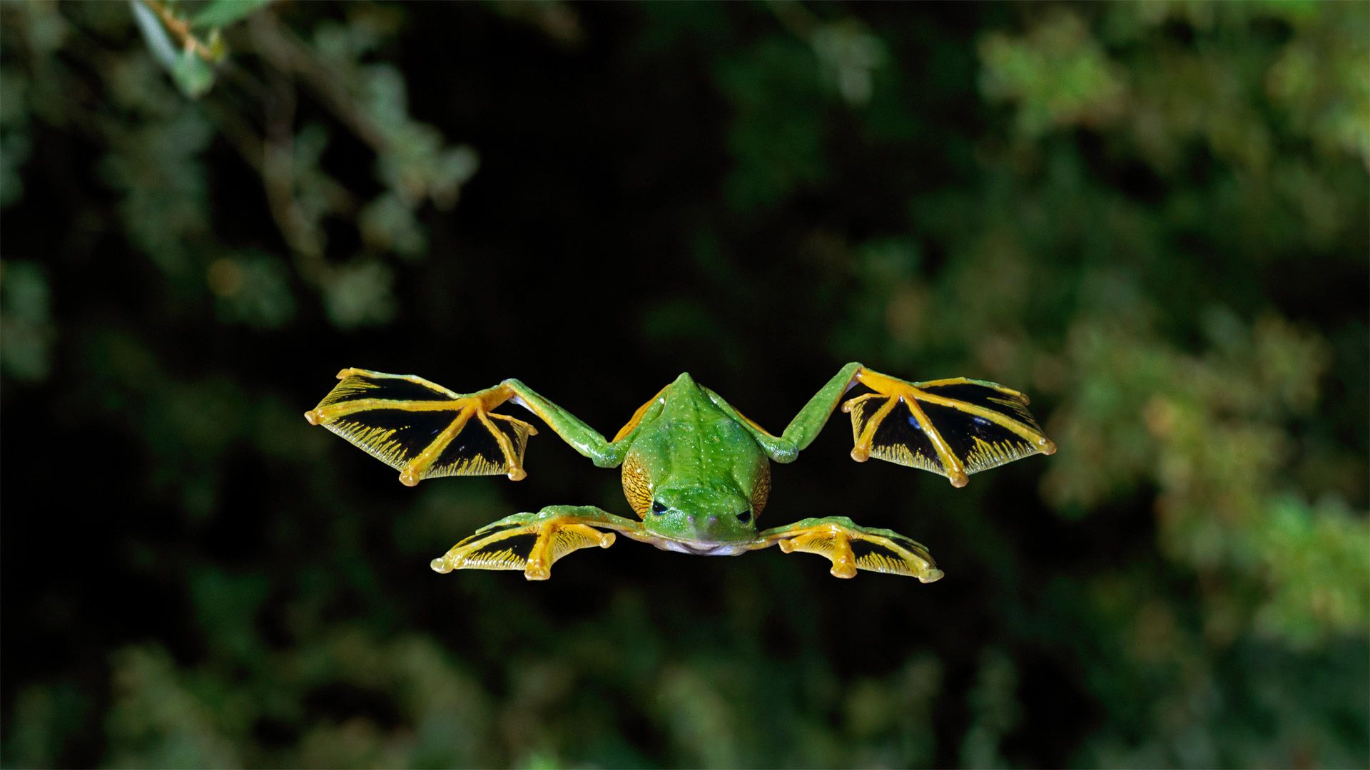 A Wallaces flying frog glides to the forest floor   Bing Gallery