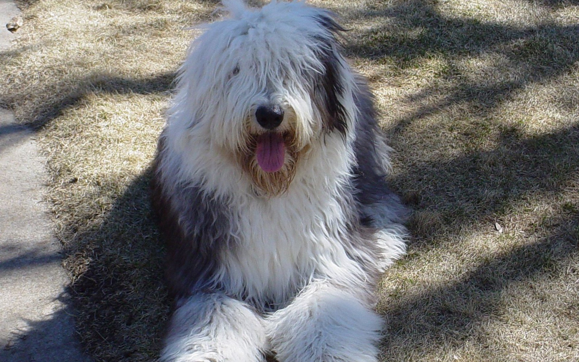 Old English Sheepdog Funny Fac Wallpaper