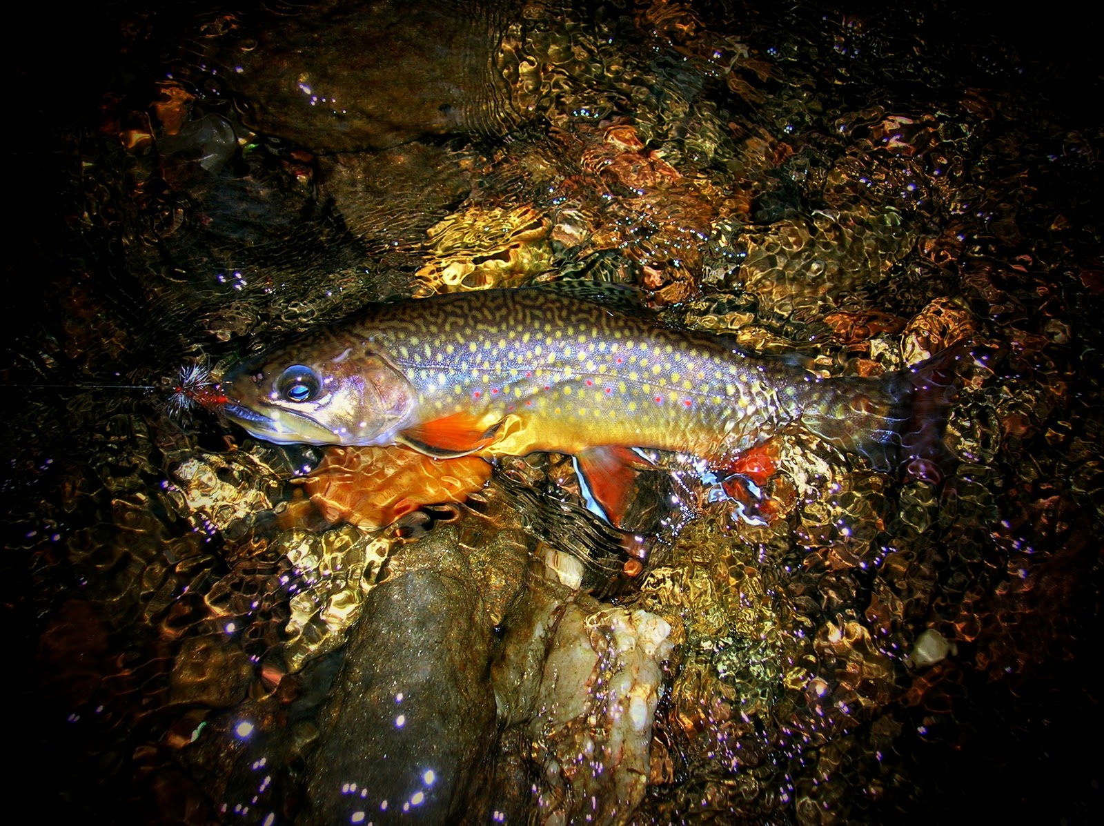 Brook Trout Wallpaper And The Wild