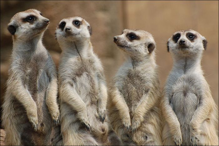 Image Funny Meerkat Pictures Pc Android iPhone And iPad Wallpaper