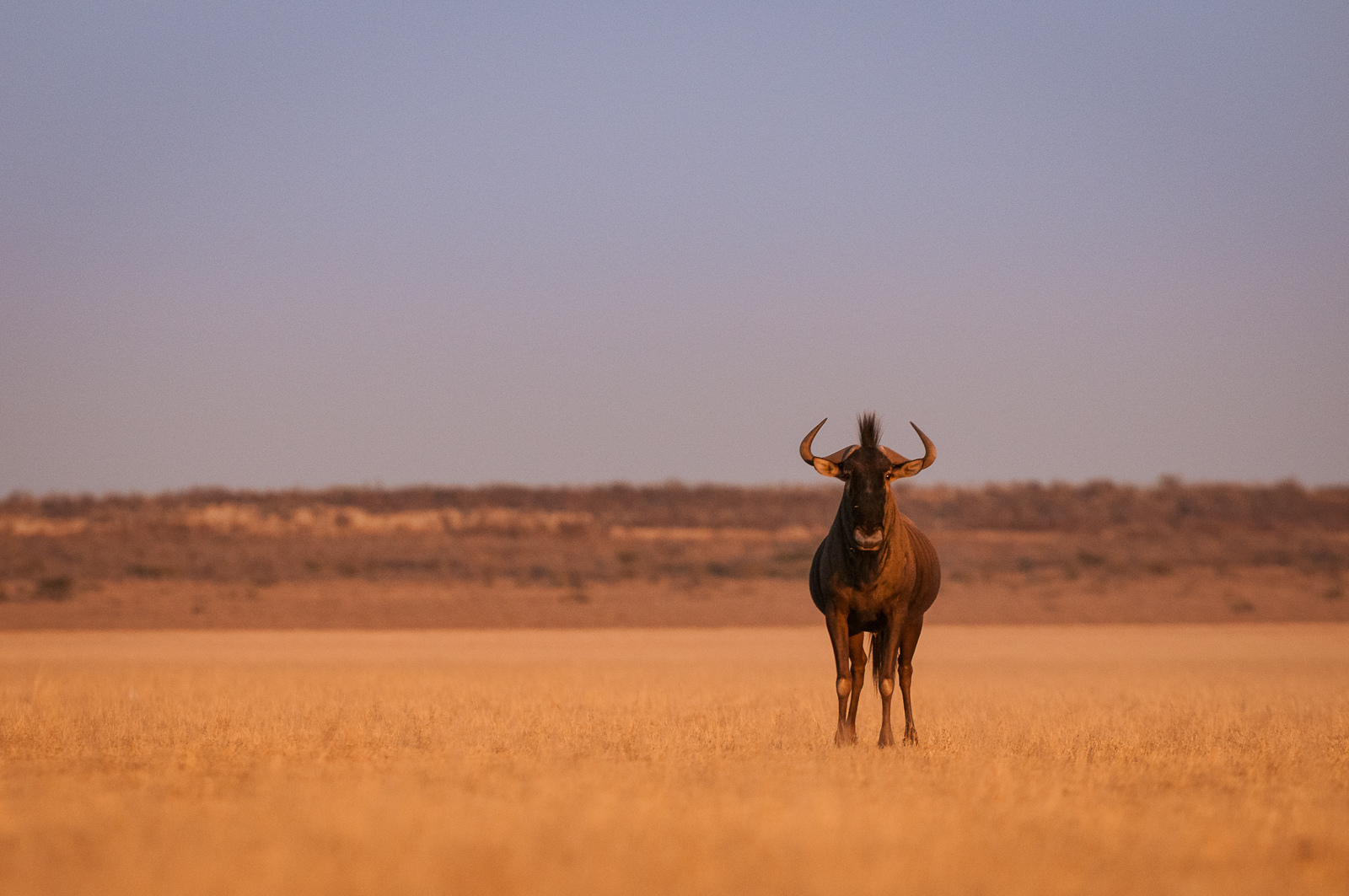 A majestic wildebeest stands alone in the golden African savanna at sunset