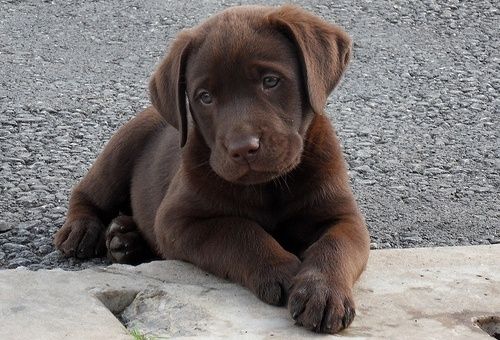 CUTE ALERT 16 Of The Cutest Labrador Puppy Pictures Ever 4 Is Just