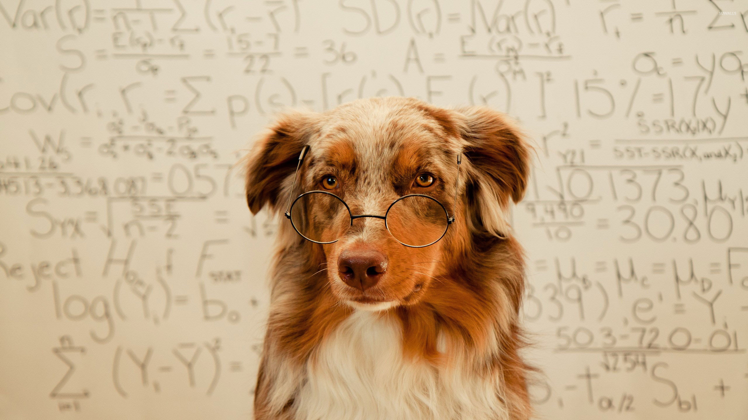 Dog With Glasses Wallpaper Animal