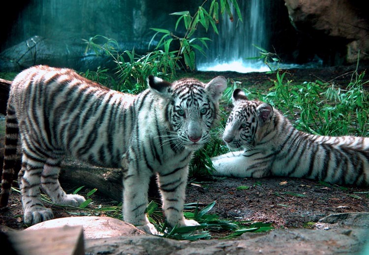 Siberian Tiger Cubs