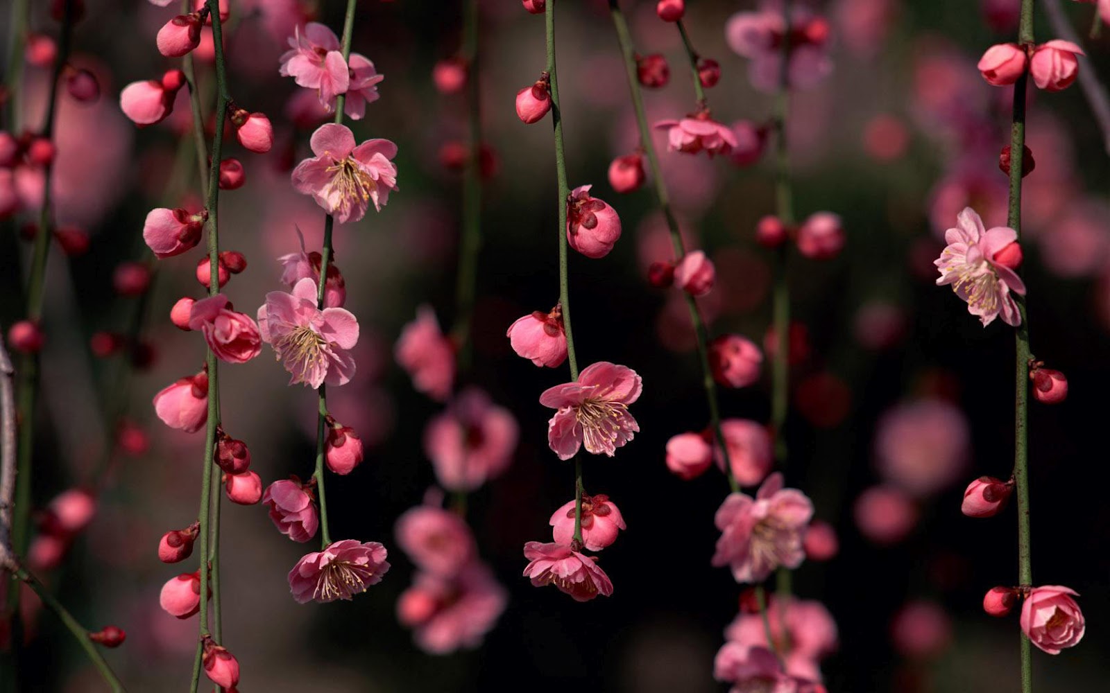 WnP Wallpapers Pictures Flower branches wallpaper