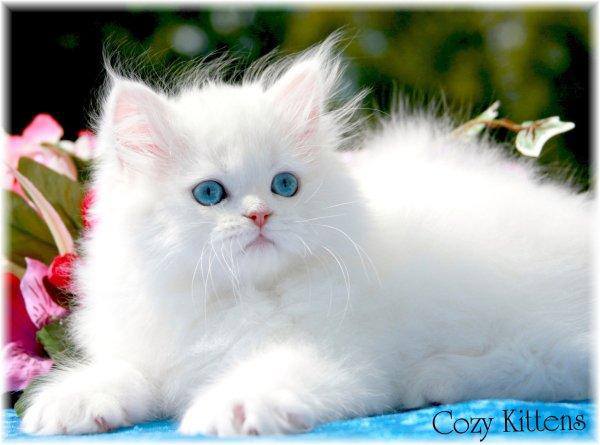 Beautiful White Cats Wallpaper Image Pictures Becuo
