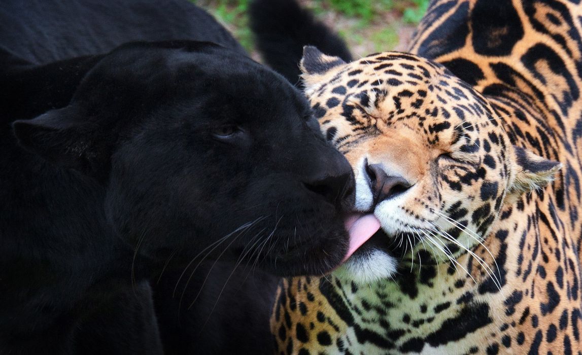 Jaguars Wild Cats Wallpaper Collection