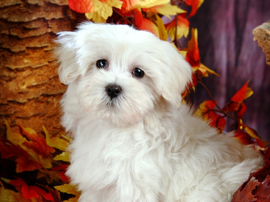 Fluffy Maltese Puppy Dogs White Puppies Wallpaper