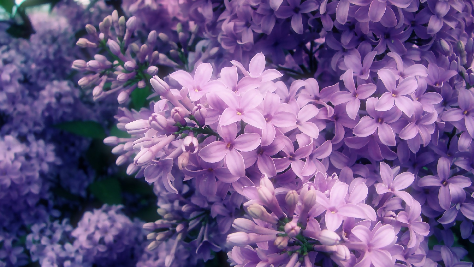 Single Lilac Flower wallpaper
