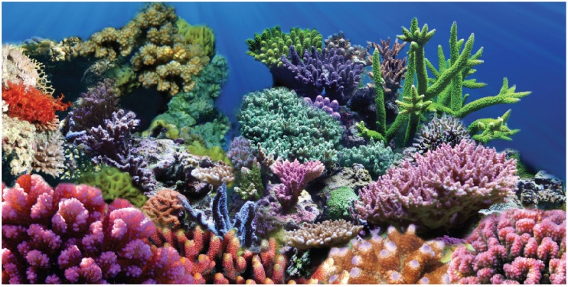 Aquatic Creations Coral Cling Background