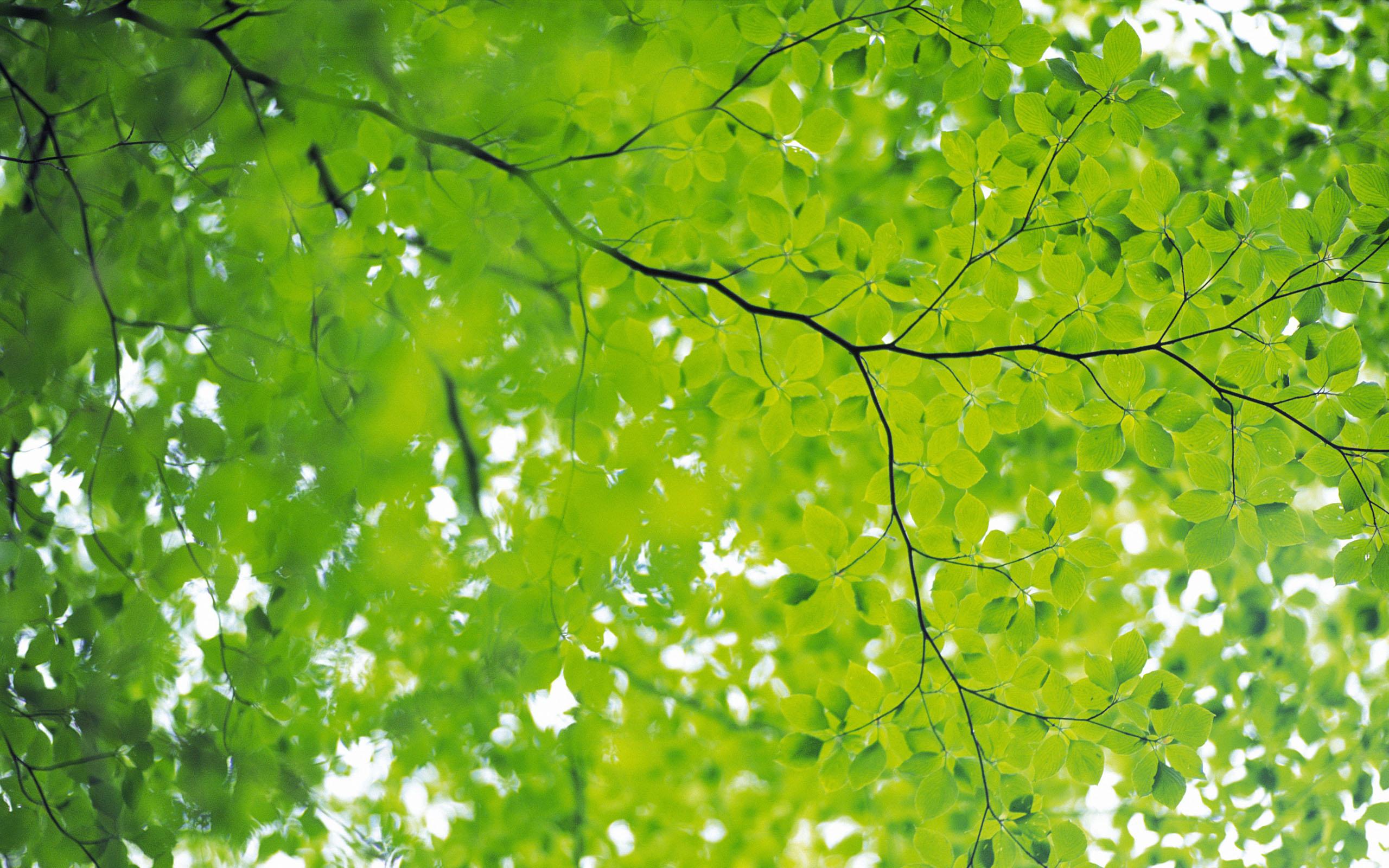 Green Nature Wallpaper HD