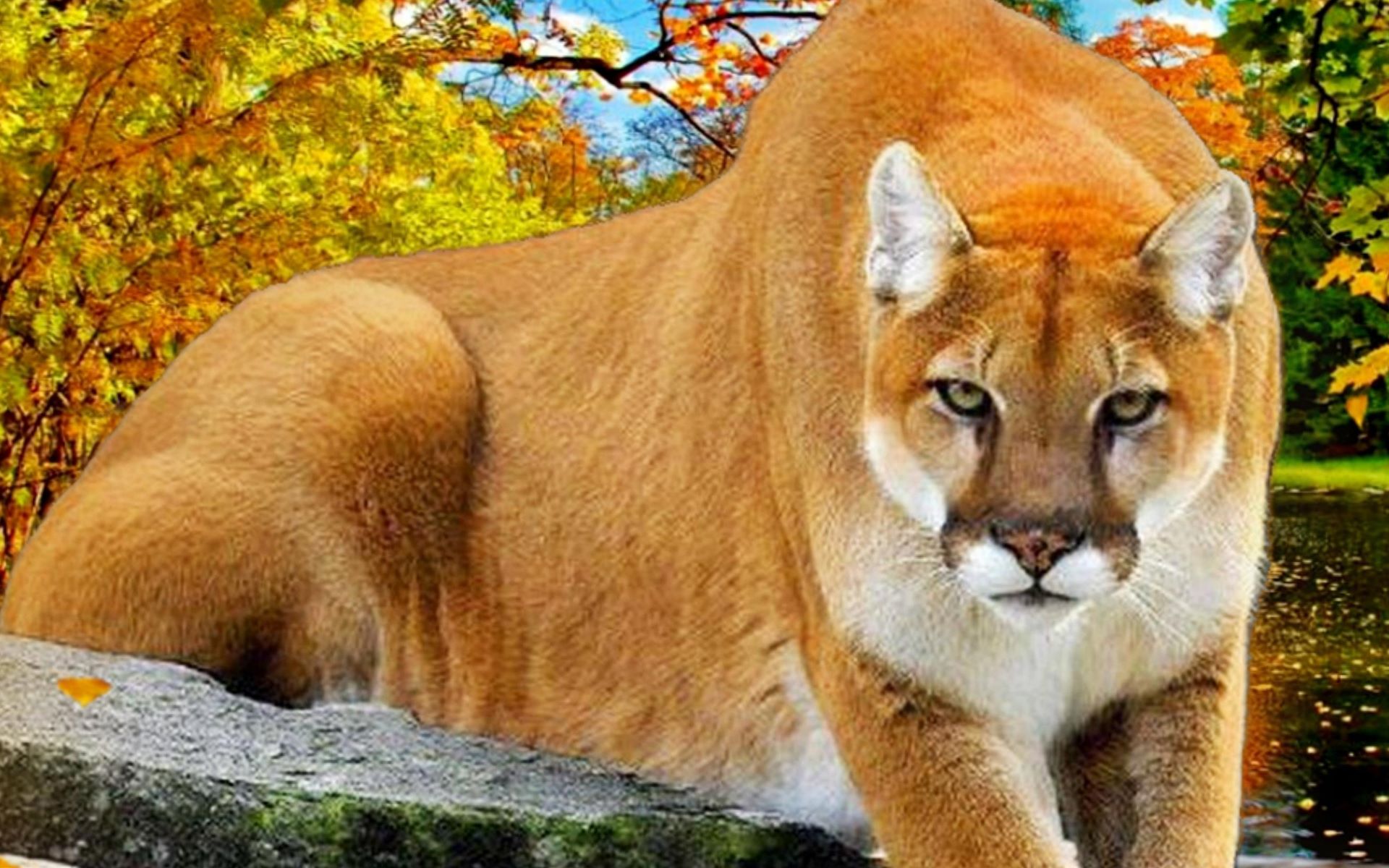 Puma Animal Wallpaper HD Background Of Your Choice