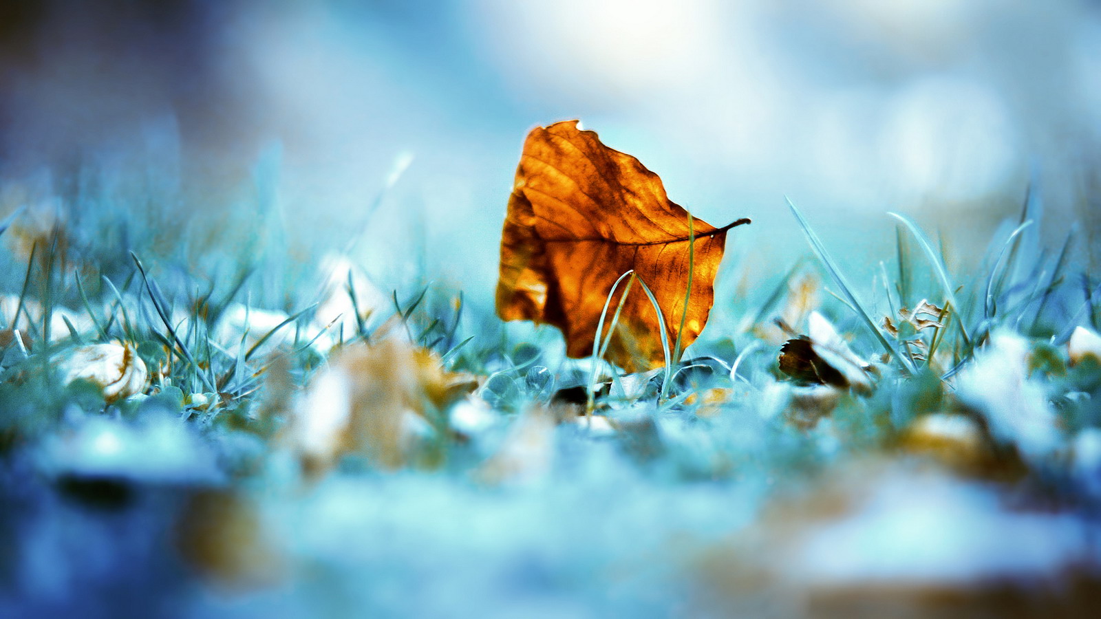 A single, crisp brown leaf rests on a bed of frosted turquoise grass, capturing the transition from autumn to winter