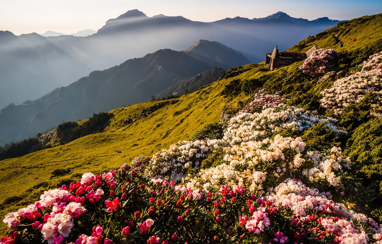 Wallpaper Flowers Mountains Nature Fog Hills Tops Beauty