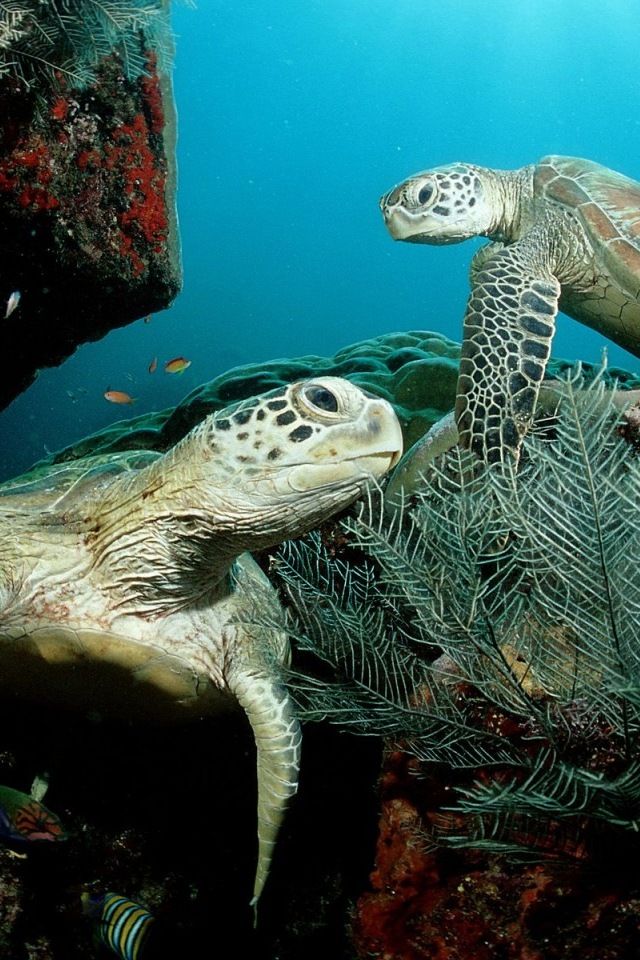 Sea Turtle iPhone Wallpaper Under The