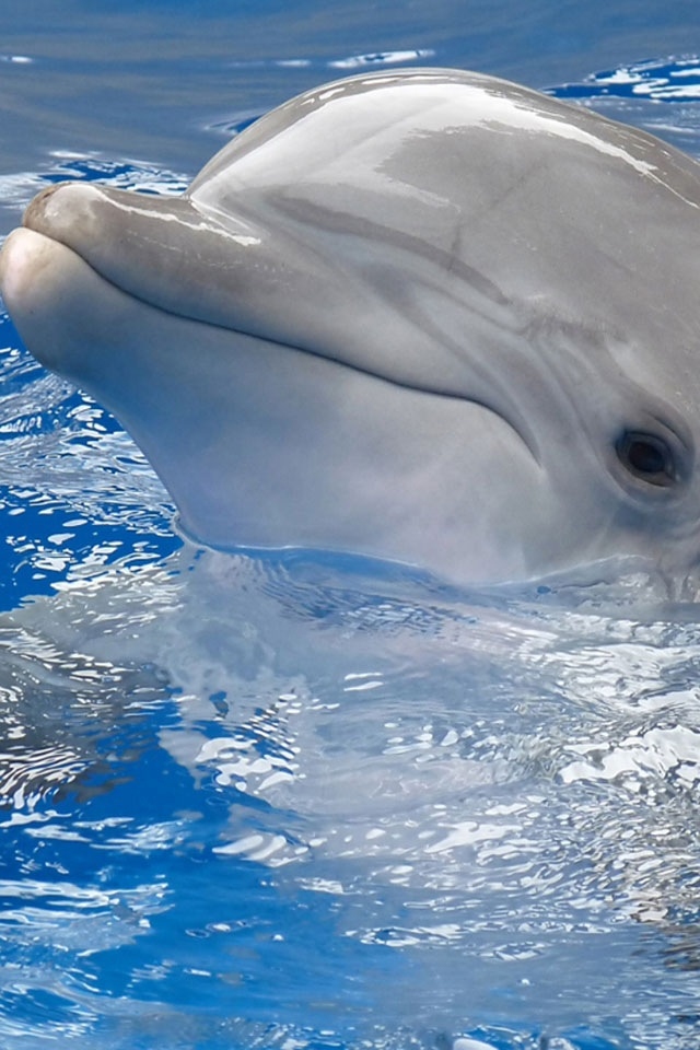 Dolphin Wallpaper For Cell Phone Htc