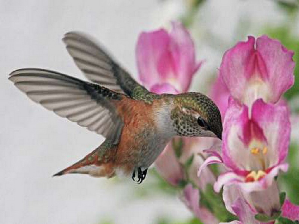 Desktop Wallpaper Hummingbirds Image