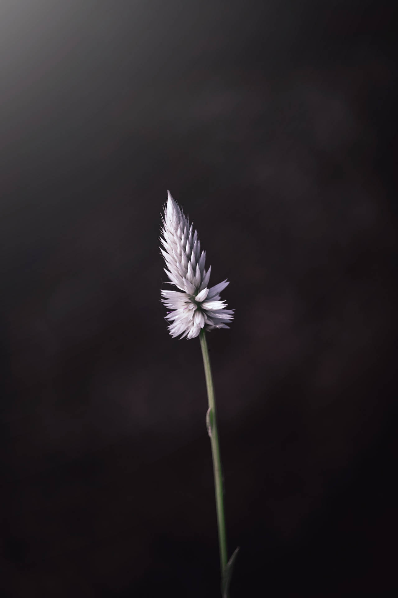 Top Flower Android Wallpaper Full HD 4k To Use